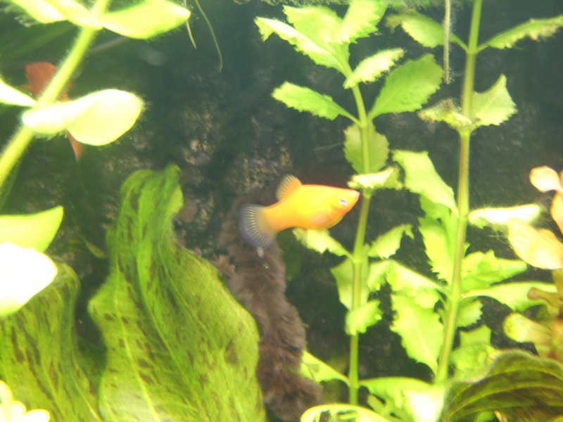 09 Rode platy.JPG