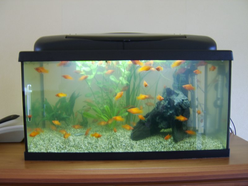 11 Platy kweekbakje.JPG