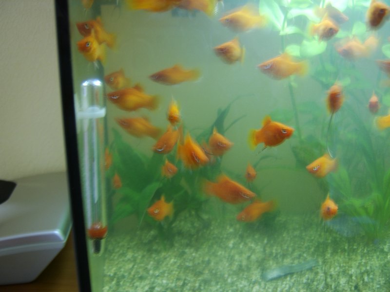14 Platy's eigen kweek.JPG