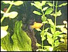 09 Rode platy.JPG