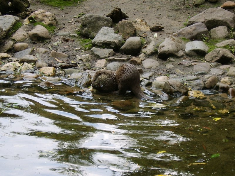 25 Otter.JPG