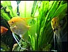 01 Aquarium